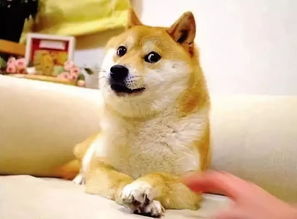 The evolution of dogecoin mining practices